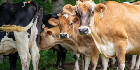 Kronologi Sapi Seberat 500 Kg Lebih Tercebur ke Kolam Renang Bekas Sedalam 5 Meter Diselamatkan Damkar