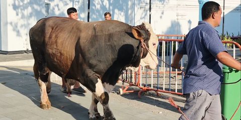 Ini Sosok Janaka, Sapi Jumbo Seberat 1,19 Ton Bantuan Prabowo di Masjid Agung Solo