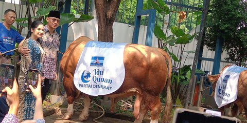 AHY Kurban Sapi Seberat 1,2 Ton, Disembelih di Kantor DPP Demokrat