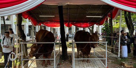 VIDEO: Penampakan Sapi Kurban Berat 1 Ton Prabowo dan Gibran di Istiqlal, Dinamai Brawijaya & Jack