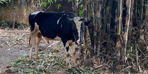 Lembaga ini Gelar Pemotongan Hewan Kurban Serentak di 14 Negara, dari Afrika Sampai Timur Tengah