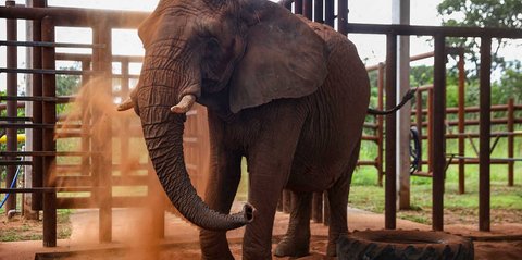 Zimbabwe Gelar Pemusnahan Massal Gajah, Dagingnya Akan Dibagikan ke Warga