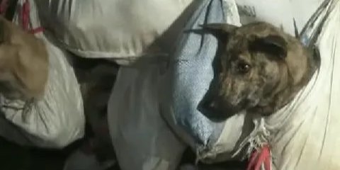 Viral Anjing di Sragen Dikuliti Hidup-Hidup, Begini Penjelasan Polisi