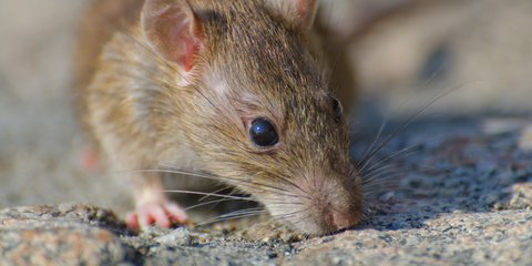 Tikus di Dapur? Ini Risiko Kontaminasi Makanan yang Mengintai