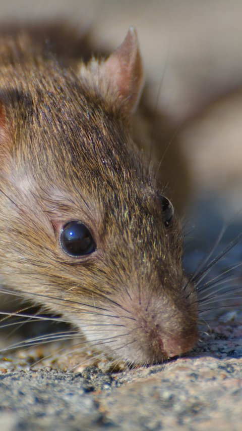 Tikus di Dapur? Ini Risiko Kontaminasi Makanan yang Mengintai
