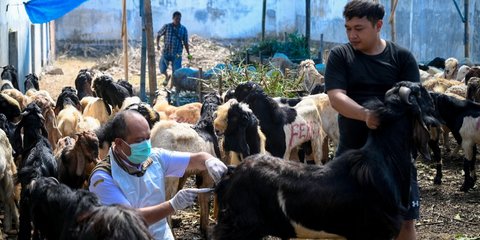 Pertamina Patra Niaga Bagikan Ratusan Sapi dan Kambing Qurban dari Sabang hingga Merauke