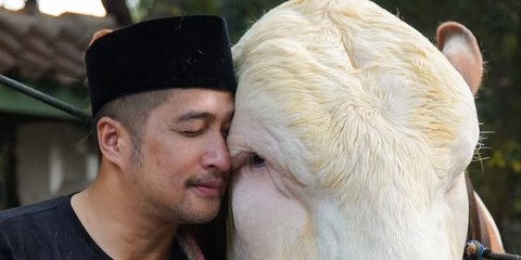 Tak Hanya Janoko, 4 Sapi Kurban Irfan Hakim Siap Bikin Kamu Nangis Brutal saat Momen Iduladha
