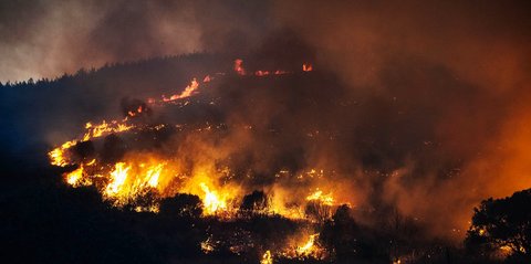 FOTO: Kebakaran Hutan Saat Gelombang Panas Ekstrem di Turki, Ribuan  Warga Dievakuasi