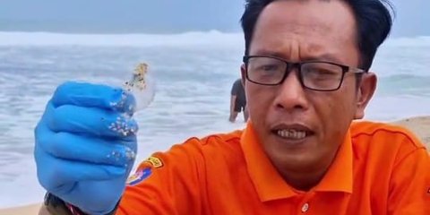 Puluhan Wisatawan Tersengat Ubur-Ubur di Pantai Selatan DIY, Anak-Anak Kira Binatang di Film Spongebob