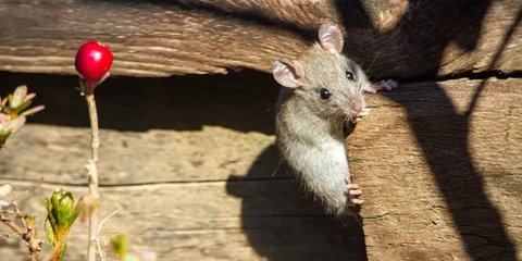 Gara-Gara Suka Tangkap Tikus, Lansia Asal Kupang Terjangkit Hantavirus