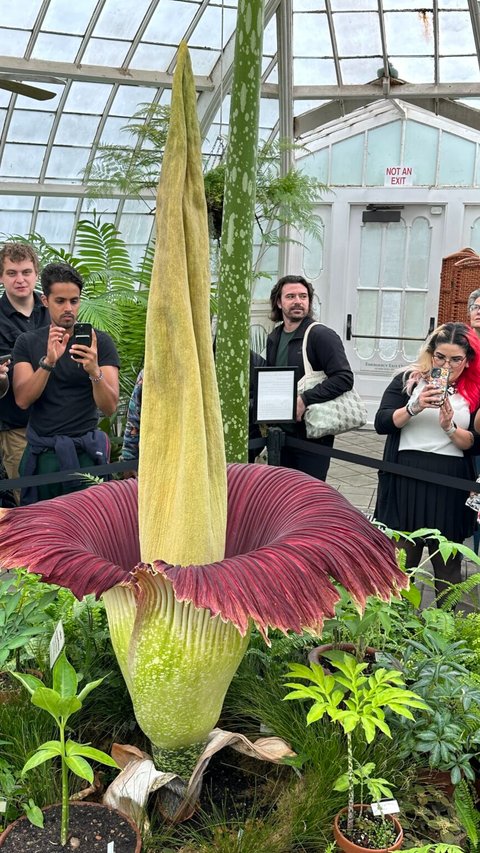 Bunga Bangkai Langka Asal Sumatra Mekar di San Francisco, Pengunjung Rela Antre!
