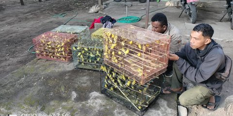 Aparat Gagalkan Upaya Penyelundupan 1.260 Ekor Burung Pleci Kacamata Jawa dari NTT ke Surabaya