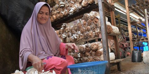 Menengok Usaha Budi Daya Jamur Tiram, Punya Prospek Bisnis Menjanjikan