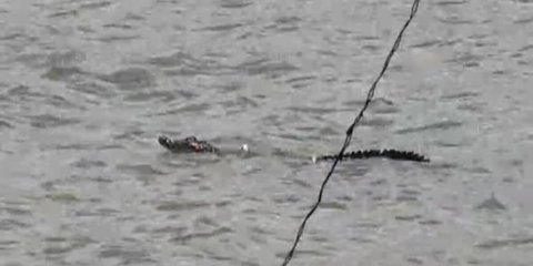 Geger Buaya Muncul di Kali Sodetan Sekretaris Daan Mogot, Pemancing Sempat Kira Biawak