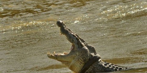 Video Pria Lagi Santai Mancing, Mendadak Muncul Buaya Bikin Syok