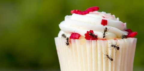 Makanan Sudah Disemutin Masih Boleh Dimakan? Ini Penjelasan Medisnya, Jangan Diabaikan!