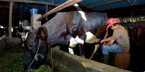 Dapat Pembiayaan & Transaksi dari BRI, Klaster Susu di Ponorogo Sukses Tingkatkan Produksi
