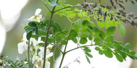 15 Khasiat Teh Daun Kelor, Rahasia Kesehatan dari 'Pohon Ajaib' untuk Menjaga Kebugaran Tubuh