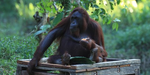 Pertamina Group Kembangkan Pusat Rehabilitasi Orang Utan di Kalimantan Timur