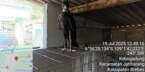 Nekat, Pemuda 23 Tahun Jual Elang Lewat TikTok Begini Nasibnya Sekarang