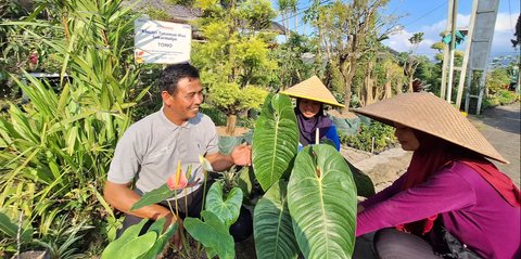 FOTO: Klaster Usaha Tanaman Hias Sekar Mulyo Batu Binaan BRI, Pintu Rezeki Utama Bagi Warga Sekitar