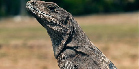Cara Gampang Tangkap Biawak, Ini Panduan Aman dan Etis untuk Penanganan