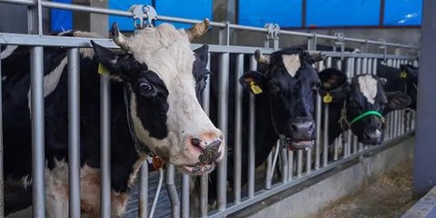 Perlu Transformasi Menyeluruh untuk Kembangkan Peternakan Indonesia, Seperti Apa?