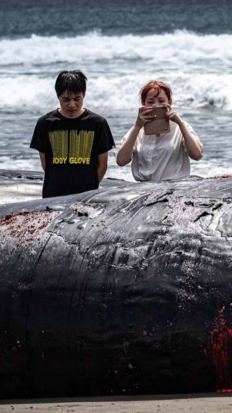 FOTO: Terdampar Sebelum Tsunami,  Misteri Paus Sperma di Pantai Jepang