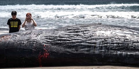 FOTO: Terdampar Sebelum Tsunami,  Misteri Paus Sperma di Pantai Jepang