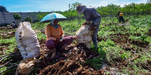 Siap-Siap, Impor Singkong dan Tapioka Bakal Kena Bea Masuk