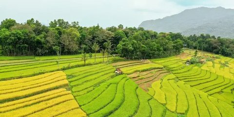 Menengok Teknologi Smart Farming dan Internet of Things (IoT) untuk Dongkrak Produktivitas Petani