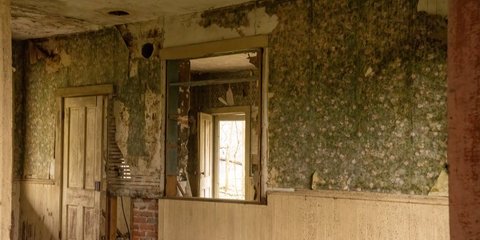 Waspadai Black Mold pada Dinding, Jamur Berbahaya bagi Kesehatan