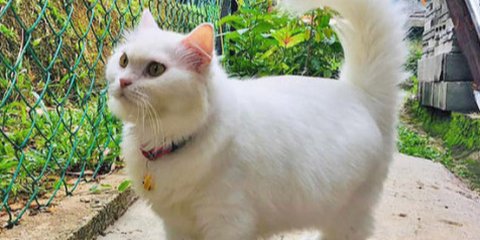 Cara Merawat Kucing Agar Tidak Mengganggu Tetangga, Begini Tipsnya Dijamin Berhasil
