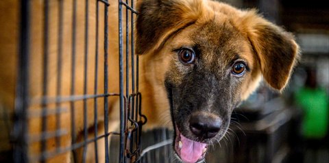 Bocah Ini Dibesarkan Anjing, Tidak Bisa Bicara Hanya Bisa Menggonggong