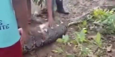 Deretan Kematian Tragis Lansia Ditelan Hidup-Hidup Ular Piton di Sulawesi