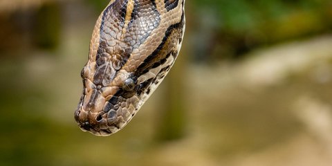 Tak Cuma di Sulawesi, Kasus Ular Makan Orang Pernah Terjadi di Negara Ini