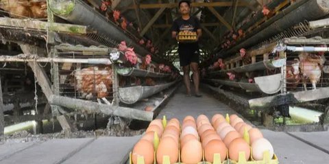 IG dan TikTok Gaduh Gara-gara Telur Ayam Harus Masuk Kulkas atau Tidak
