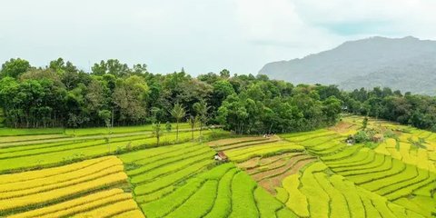 Indonesia Jangan Mau Kalah, Sektor Pertanian India Genjot Produksi Beras hingga Kadang-Kacangan