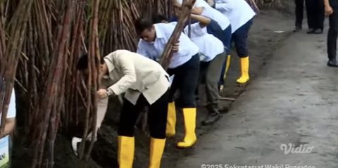 VIDEO: Gibran Terkejut! Celurit Copot saat Panen Tebu, Paspampres Panik Turun Tangan