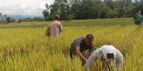 BPS Prediksi Produksi Padi Capai 3,96 Juta Ton pada Juni 2025, Naik Dibanding Tahun Lalu