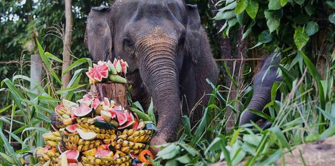 FOTO: Pesta Buah untuk Nurhayati dan Kama di Hari Gajah Sedunia