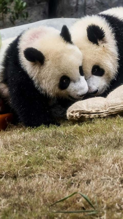 FOTO: Lucunya Panda Kembar De De & Jia Jia Rayakan Ulang Tahun Pertama di Hong Kong