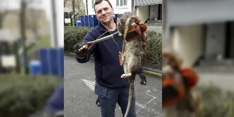 Tikus Raksasa Teror Warga Inggris, Penyebabnya Ternyata Bukan karena Sampah