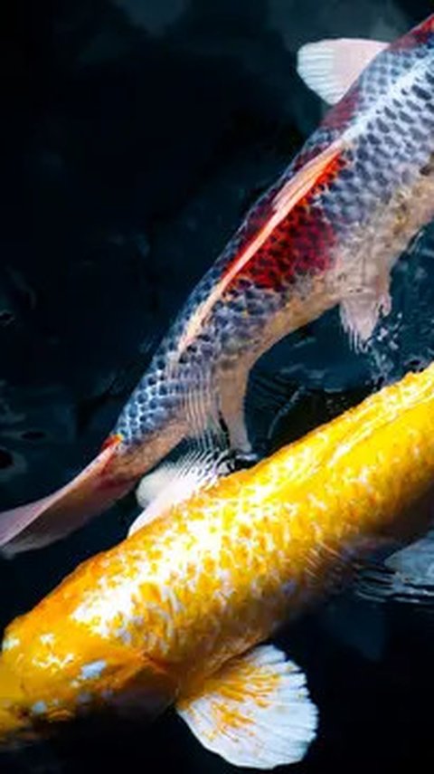 Tak Banyak Orang Tahu, Ikan Ternyata Salah Satu Hewan Paling Berisik di Dunia