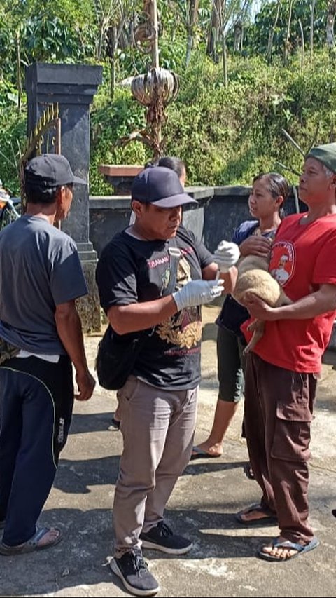 9 Pendaki Digigit, Ratusan Anjing di Batukaru Kena Vaksin Rabies Massal