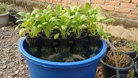 7 Langkah Sederhana Membuat Aquaponik di Rumah Pakai Ember buat Pemula