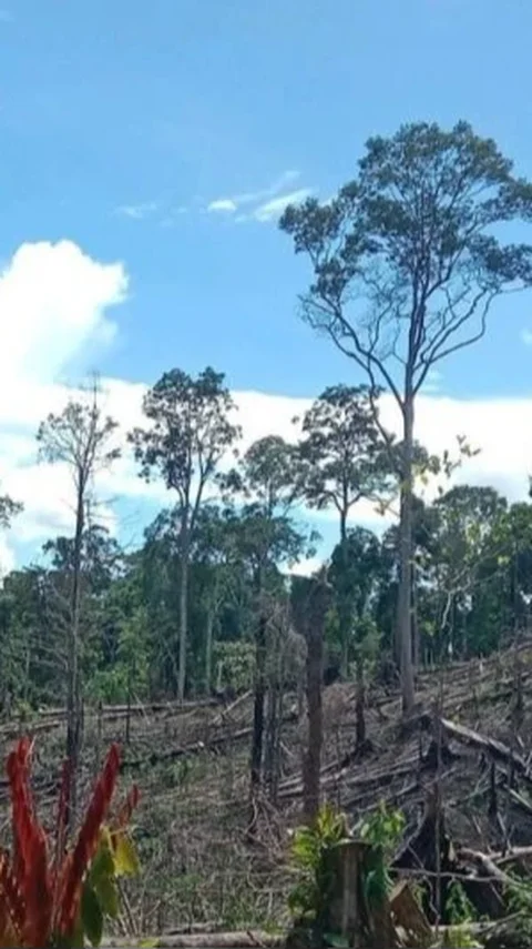 Prabowo Cabut Izin 28 Perusahaan Hutan-Tambang di Aceh-Sumatra