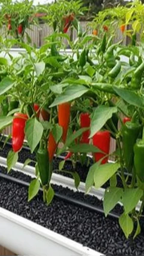 8 Desain Kebun Cabai dengan Media Tanam Sekam yang Hemat Tempat