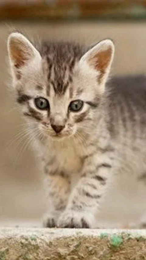 Benarkah Memelihara Kucing Bikin Mandul? ini Penjelasan Pakar Patologi Klinik