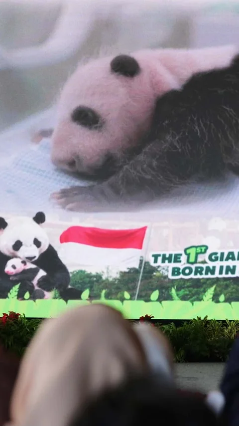 FOTO: Indonesia Catat Sejarah Kelahiran Anak Giant Panda Pertama Kali